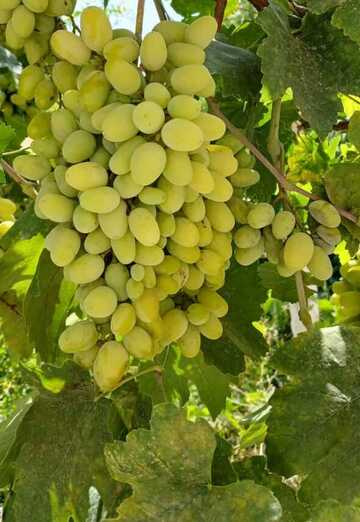 Gulnara (@gulnara866) — my photo № 3