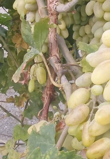 Gulnara (@gulnara866) — my photo № 2