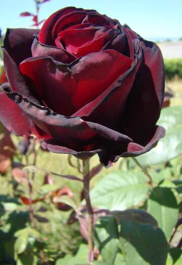 saadi (@saadi84) — my photo № 3