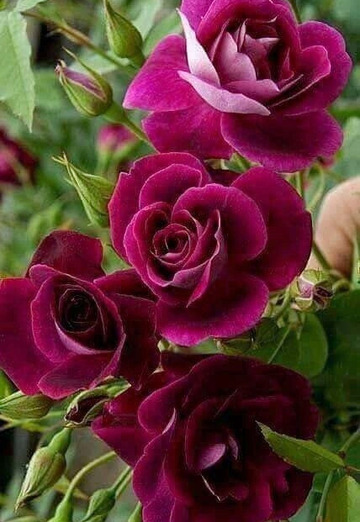 Oleg (@oleg359604) — my photo № 2